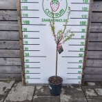 Mandľa trojlaločná (Prunus triloba)  ‘ROSEMUND’ – výška 120-140 cm, kont. C5L - NA KMIENKU